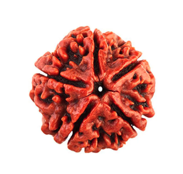 5 Mukhi Rudraksha White Crystal Bracelet